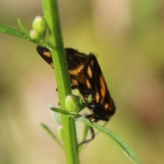 Asura (genus) at Mongarlowe, NSW - 3 Mar 2021