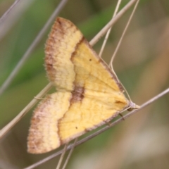 Anachloris subochraria (Golden Grass Carpet) at Mongarlowe, NSW - 3 Mar 2021 by LisaH