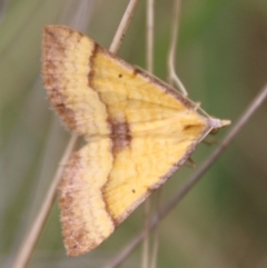 Anachloris subochraria at Mongarlowe, NSW - 3 Mar 2021