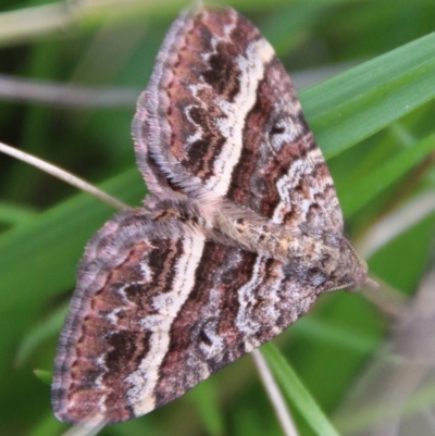 Chrysolarentia vicissata (Vicissata Carpet) at Mongarlowe, NSW - 3 Mar 2021 by LisaH