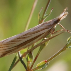 Hednota species near grammellus at Mongarlowe, NSW - suppressed