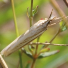 Hednota species near grammellus at Mongarlowe, NSW - suppressed