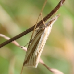 Hednota species near grammellus at Mongarlowe, NSW - suppressed