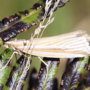 Hednota species near grammellus at Mongarlowe, NSW - suppressed