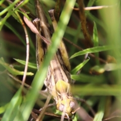 Austroicetes sp. (genus) (A grasshopper) at Mongarlowe, NSW - 3 Mar 2021 by LisaH