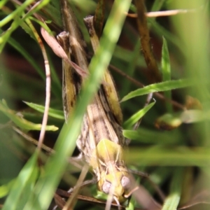 Austroicetes sp. (genus) at Mongarlowe, NSW - suppressed