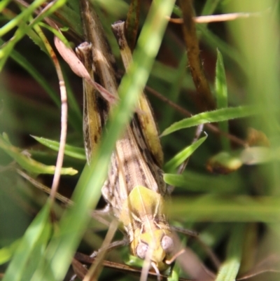 Austroicetes sp. (genus) (A grasshopper) at Mongarlowe River - 3 Mar 2021 by LisaH