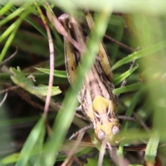 Austroicetes sp. (genus) at Mongarlowe, NSW - 3 Mar 2021