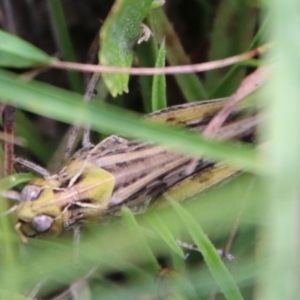 Austroicetes sp. (genus) at Mongarlowe, NSW - 3 Mar 2021