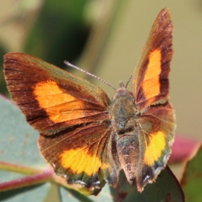 Paralucia aurifera (Bright Copper) at Mongarlowe, NSW - 3 Mar 2021 by LisaH