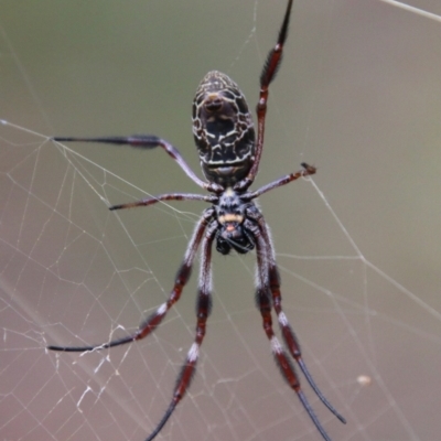 Trichonephila edulis (Golden orb weaver) at Mongarlowe, NSW - 3 Mar 2021 by LisaH