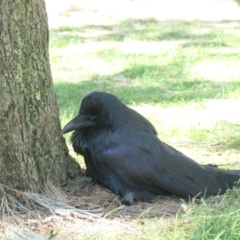 Corvus coronoides (Australian Raven) at Gungahlin, ACT - 4 Mar 2021 by TrishGungahlin