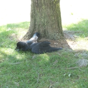 Corvus coronoides at Gungahlin, ACT - 4 Mar 2021 02:53 PM