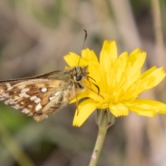 Atkinsia dominula (Two-brand grass-skipper) at Mount Clear, ACT - 3 Mar 2021 by SWishart
