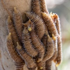 Pergidae sp. (family) (Unidentified Sawfly) at Mount Clear, ACT - 3 Mar 2021 by SWishart
