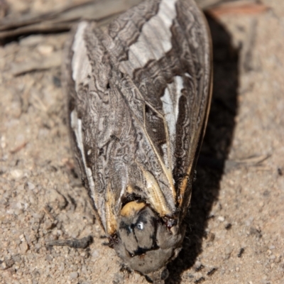 Abantiades (genus) (A Swift or Ghost moth) at Mount Clear, ACT - 3 Mar 2021 by SWishart