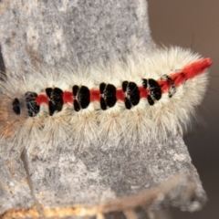 Trichiocercus sparshalli (Sparshall's Moth) at Mount Clear, ACT - 3 Mar 2021 by SWishart