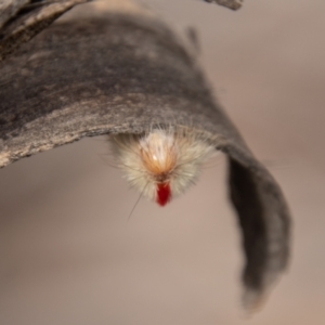 Trichiocercus sparshalli at Mount Clear, ACT - 3 Mar 2021