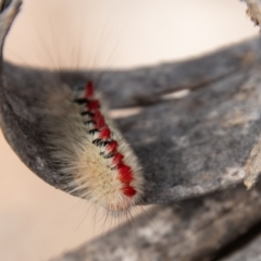 Trichiocercus sparshalli at Mount Clear, ACT - 3 Mar 2021 02:55 PM