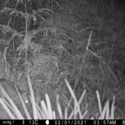 Perameles nasuta (Long-nosed Bandicoot) at Mongarlowe, NSW - 5 Feb 2021 by LisaH