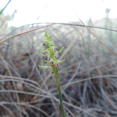 Corunastylis cornuta (Horned Midge Orchid) at Queanbeyan West, NSW - 3 Mar 2021 by krea