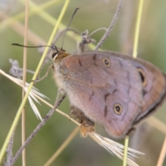 Heteronympha penelope (Shouldered Brown) at Mount Clear, ACT - 3 Mar 2021 by SWishart