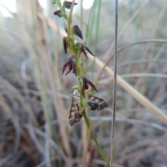 Corunastylis clivicola (Rufous midge orchid) at Queanbeyan West, NSW - 4 Mar 2021 by krea