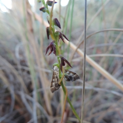 Corunastylis clivicola (Rufous midge orchid) at Bicentennial Park - 3 Mar 2021 by krea