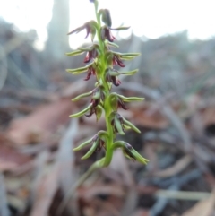 Corunastylis clivicola (Rufous midge orchid) at Queanbeyan West, NSW - 4 Mar 2021 by krea