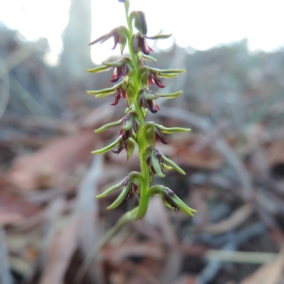 Corunastylis clivicola (Rufous midge orchid) at Bicentennial Park - 3 Mar 2021 by krea