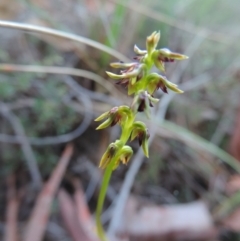 Corunastylis clivicola (Rufous midge orchid) at Queanbeyan West, NSW - 3 Mar 2021 by krea