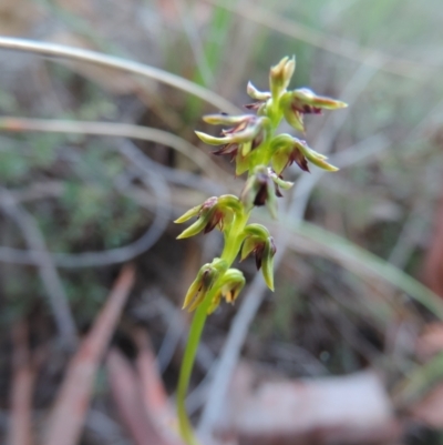 Corunastylis clivicola (Rufous midge orchid) at Queanbeyan West, NSW - 4 Mar 2021 by krea