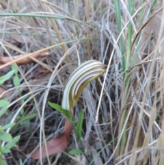 Diplodium truncatum (Little Dumpies, Brittle Greenhood) at Queanbeyan West, NSW - 4 Mar 2021 by krea