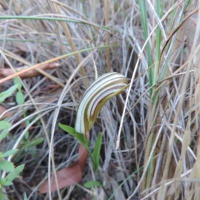 Diplodium truncatum (Little Dumpies, Brittle Greenhood) at Queanbeyan West, NSW - 4 Mar 2021 by krea