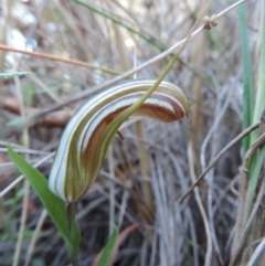 Diplodium truncatum at Queanbeyan West, NSW - suppressed