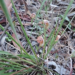 Diplodium truncatum at Queanbeyan West, NSW - suppressed