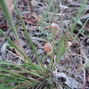 Diplodium truncatum at Queanbeyan West, NSW - suppressed