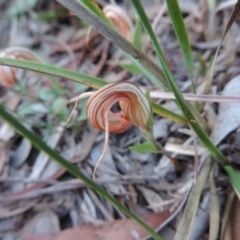 Diplodium truncatum at Queanbeyan West, NSW - suppressed