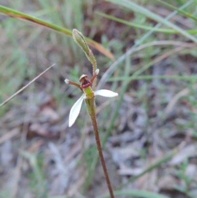 Eriochilus cucullatus (Parson's Bands) at Queanbeyan West, NSW - 3 Mar 2021 by krea