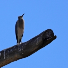 Egretta novaehollandiae at Googong, NSW - 3 Mar 2021