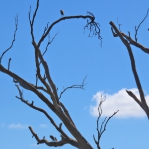 Egretta novaehollandiae at Googong, NSW - 3 Mar 2021