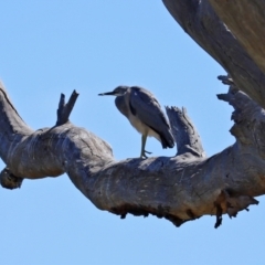 Egretta novaehollandiae at Googong, NSW - 3 Mar 2021