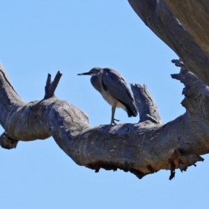 Egretta novaehollandiae at Googong, NSW - 3 Mar 2021