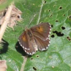 Lucia limbaria (Chequered Copper) at Yarrow, NSW - 3 Mar 2021 by RodDeb