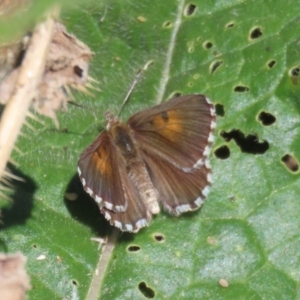 Lucia limbaria at Yarrow, NSW - 3 Mar 2021