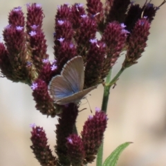 Zizina otis (Common Grass-Blue) at Yarrow, NSW - 3 Mar 2021 by RodDeb