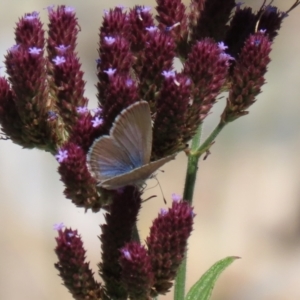 Zizina otis at Yarrow, NSW - 3 Mar 2021