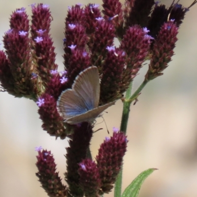 Zizina otis (Common Grass-Blue) at Googong Foreshore - 3 Mar 2021 by RodDeb