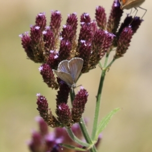 Zizina otis at Yarrow, NSW - 3 Mar 2021