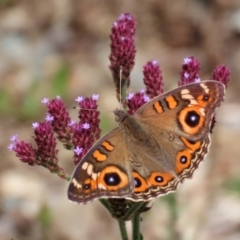 Junonia villida (Meadow Argus) at Yarrow, NSW - 3 Mar 2021 by RodDeb